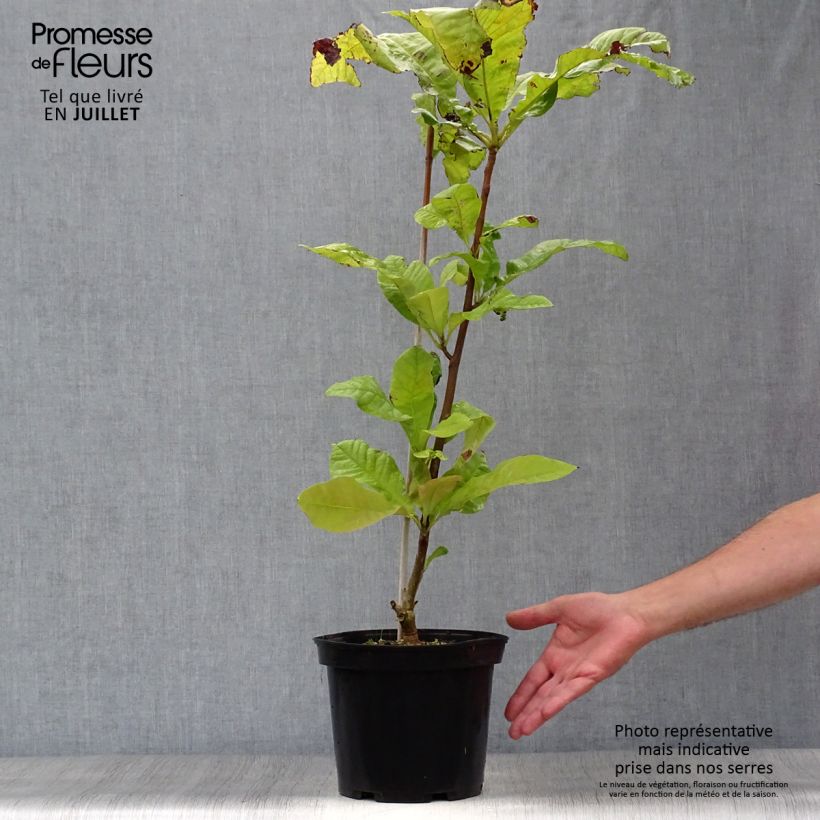 Esemplare di Magnolia tripetala Vaso da 3L/4L consegnato in estate