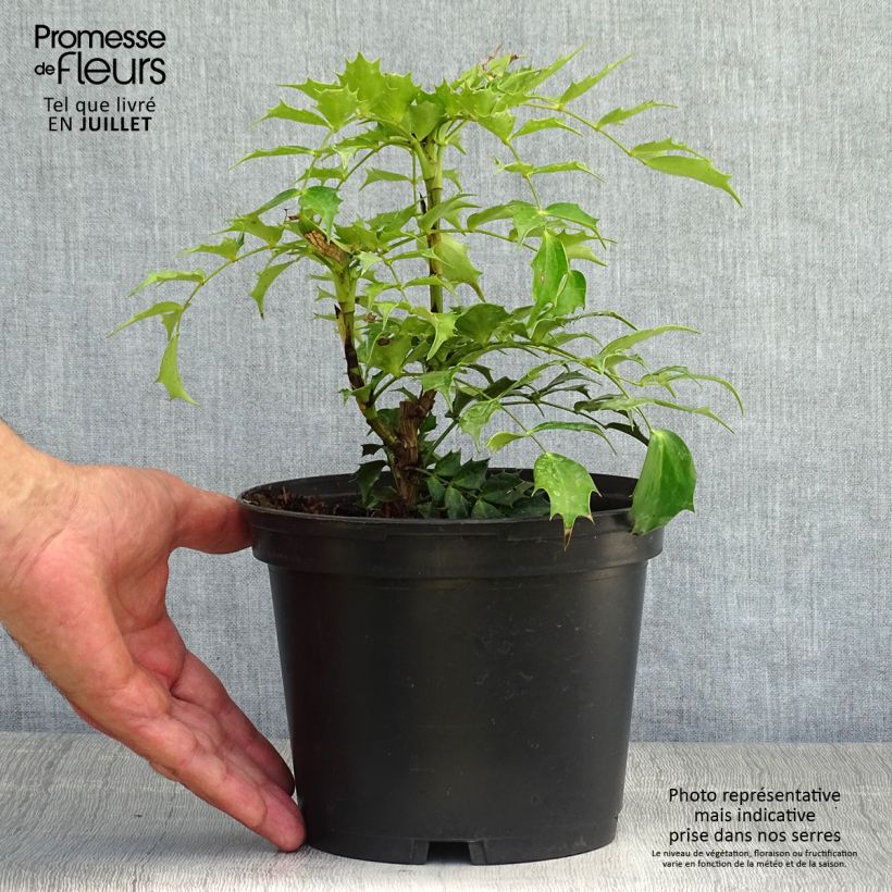 Esemplare di Mahonia nitens Cabaret Vaso da 2L/3L consegnato in estate