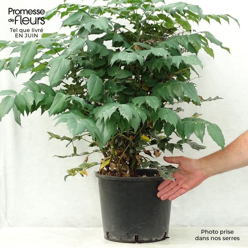 Esemplare di Mahonia japonica Hivernant Vaso da 7,5L/10L consegnato in estate