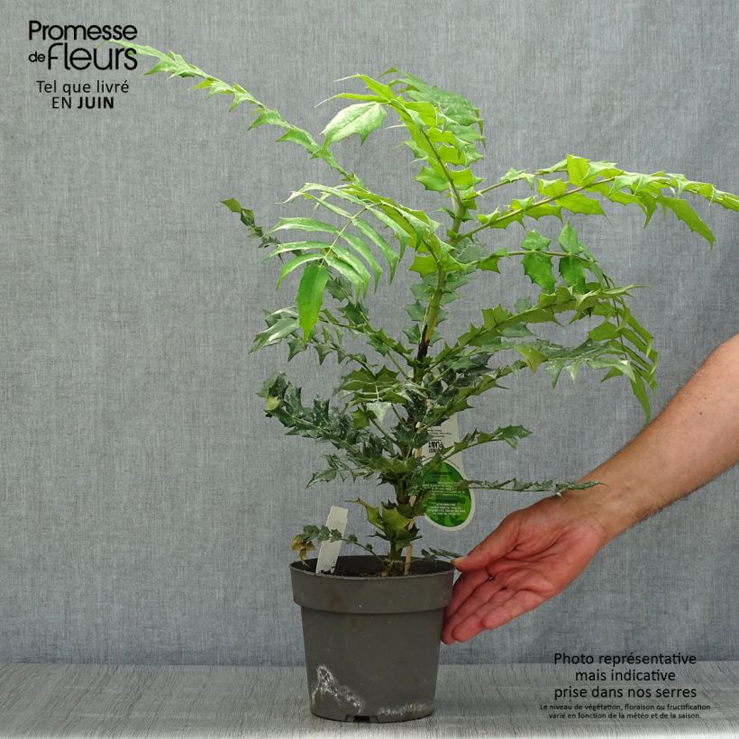 Esemplare di Mahonia media Charity Vaso da 2L/3L consegnato in estate