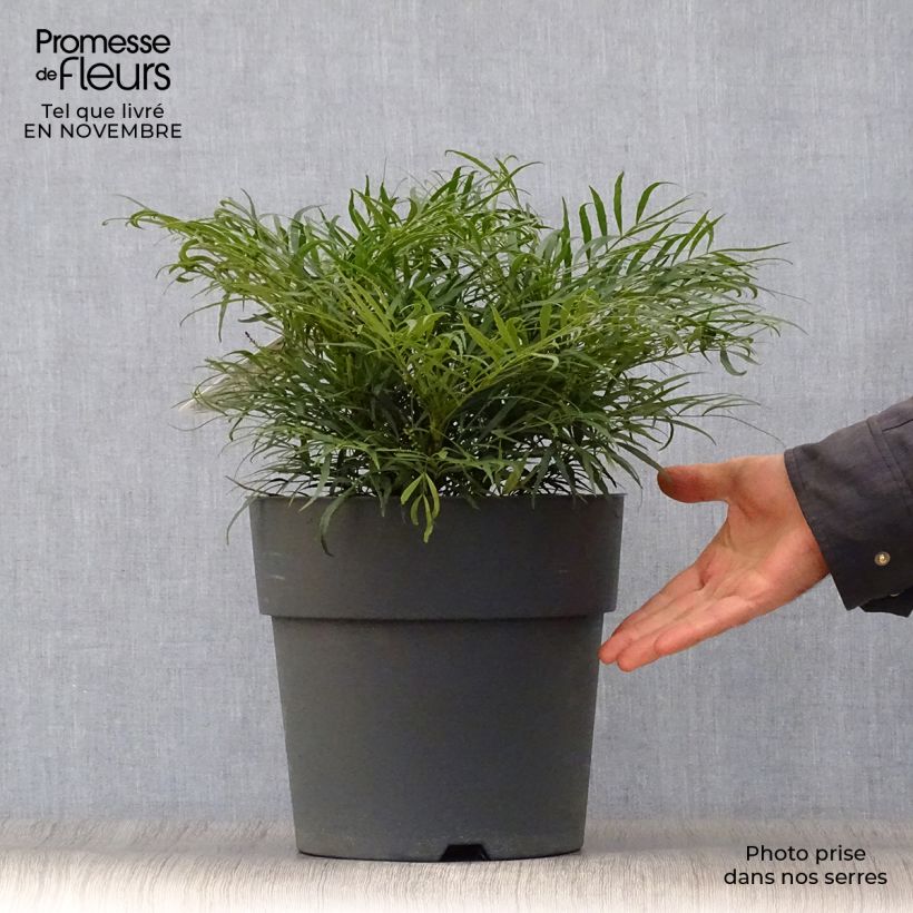 Esemplare di Mahonia eurybracteata Soft Caress Vaso da 7,5L/10L come consegnato in autunno