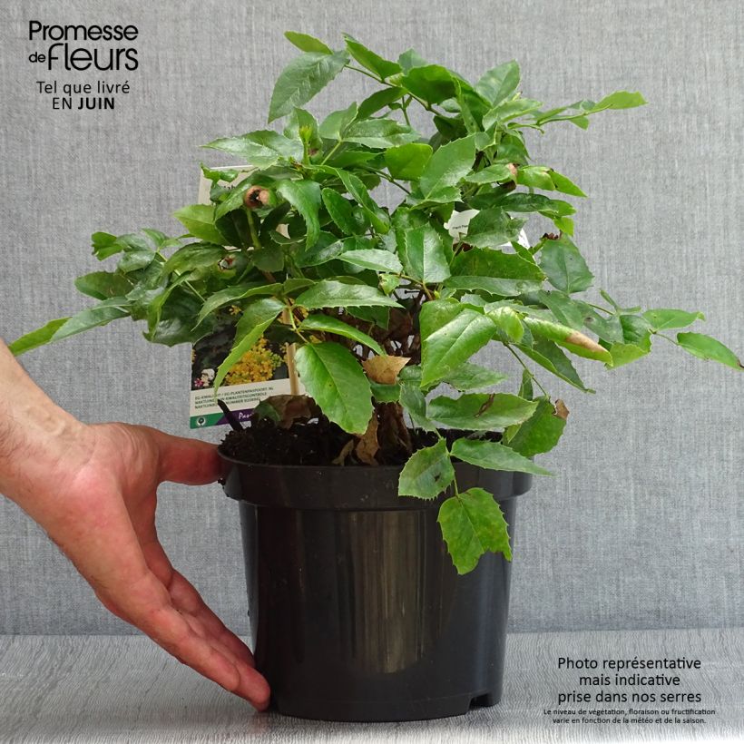 Esemplare di Mahonia aquifolium Apollo Vaso da 2L/3L consegnato in estate