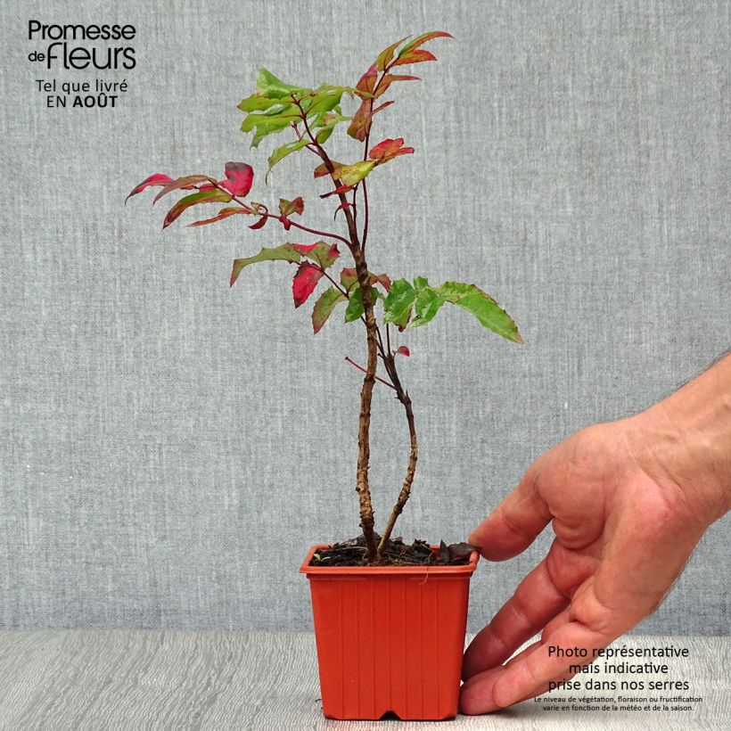 Esemplare di Mahonia aquifolium Vasetto da 8/9 cm consegnato in estate