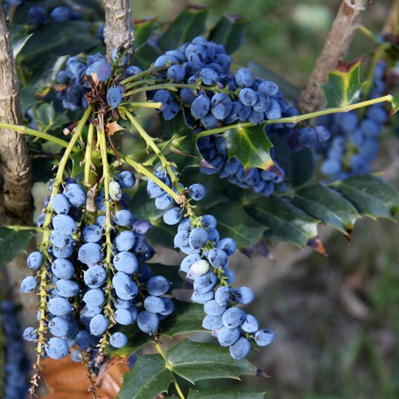 Mahonia bealei - Crespino di Beale (Raccolta)