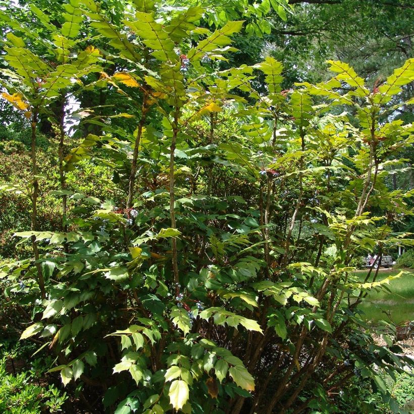 Mahonia bealei - Crespino di Beale (Porto)