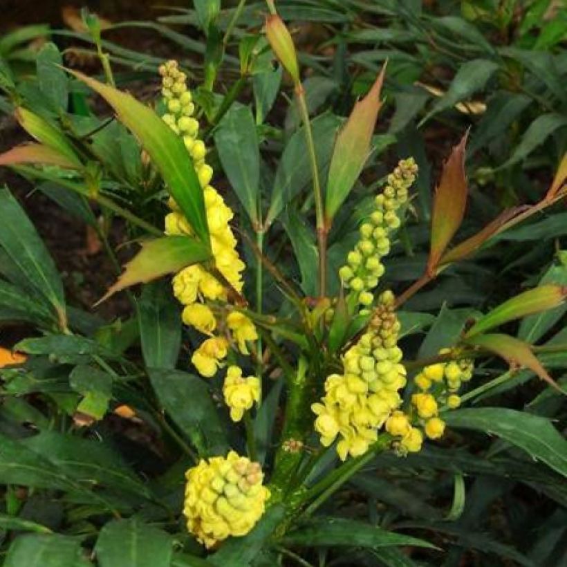 Mahonia eurybracteata Sweet Winter (Fioritura)