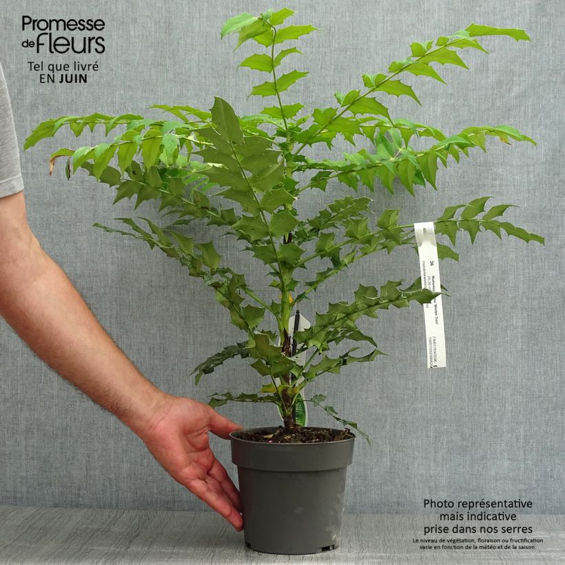 Esemplare di Mahonia media Winter Sun Vaso da 2L/3L consegnato in estate