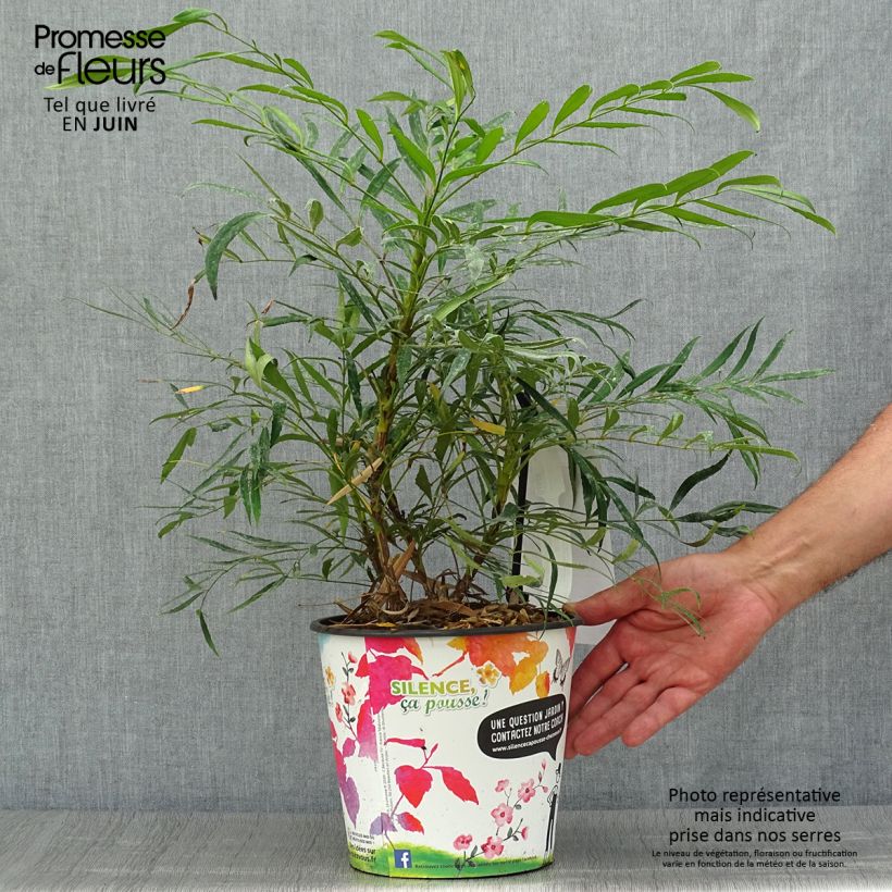 Esemplare di Mahonia eurybracteata Sweet Winter Vaso da 3L/4L consegnato in estate