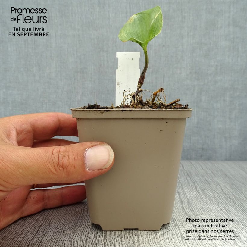 Esemplare di Maianthemum kamtschaticum Vasetto da 8/9 cm come consegnato in autunno