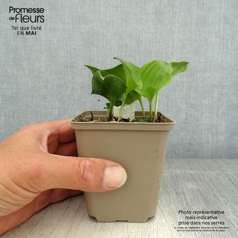 Maianthemum kamtschaticum Godet de 8/9 cm esemplare consegnato in primavera