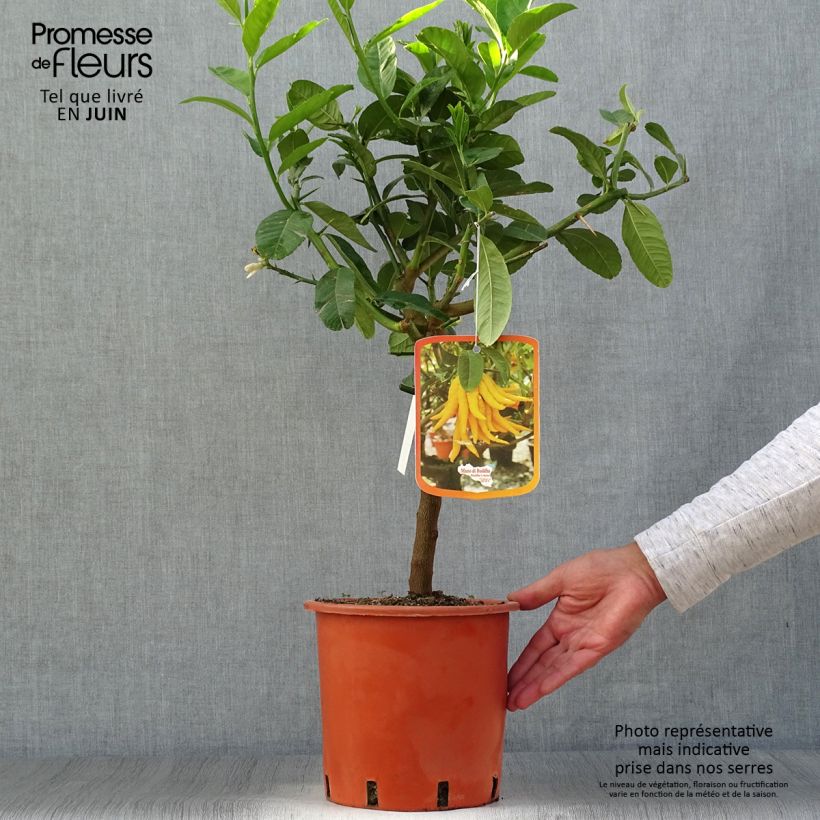 Esemplare di Citrus medica var. sarcodactylis - Cedro (agrume) Vaso da 4L/5L, Vaso impalcato basso consegnato in estate