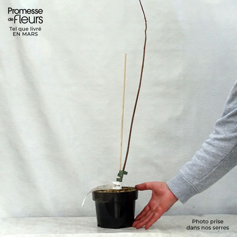 Mallotus japonicus Vaso da 2L/3L esemplare consegnato in primavera