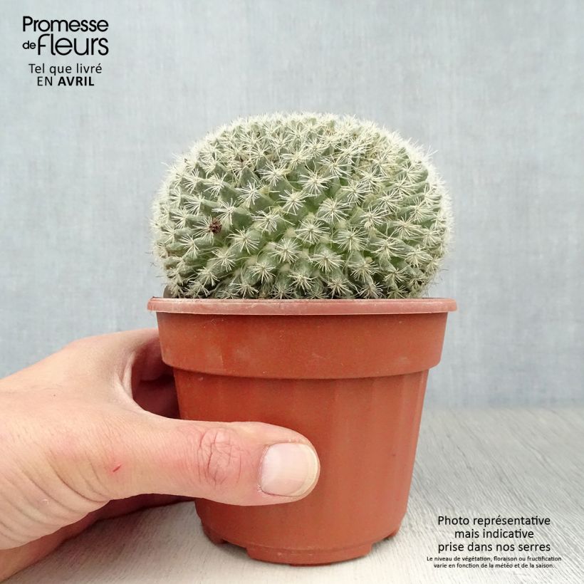 Mammillaria perbella  Pot de 13 cm esemplare consegnato in primavera