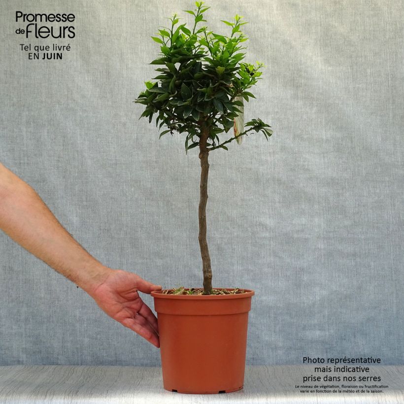 Esemplare di Citrus aurantium var. myrtifolia - Chinotto Vaso da 4L/5L, Vaso impalcato basso consegnato in estate