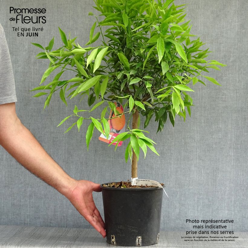 Esemplare di Citrus reticulata Keraji - Mandarino Vaso da 2L/3L, A cespuglio consegnato in estate
