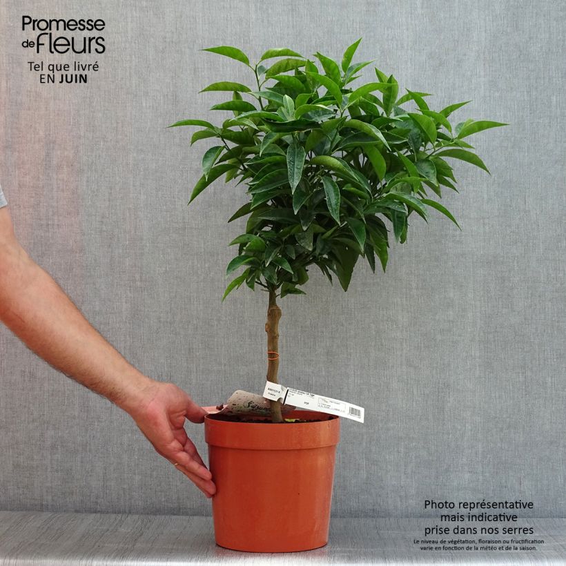Esemplare di Citrus reticulata subsp. unshiu - Mandarino satsuma Vaso da 4L/5L, Vaso impalcato basso consegnato in estate
