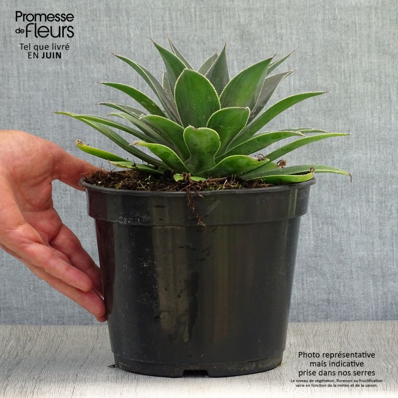Esemplare di Mangave Lavender Lady Vaso da 3L/4L consegnato in estate