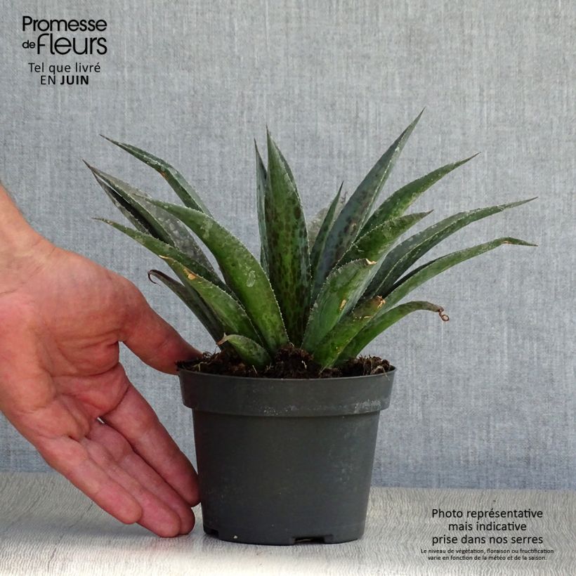 Esemplare di Mangave Pineapple Express Vaso da 1L/1,5L consegnato in estate