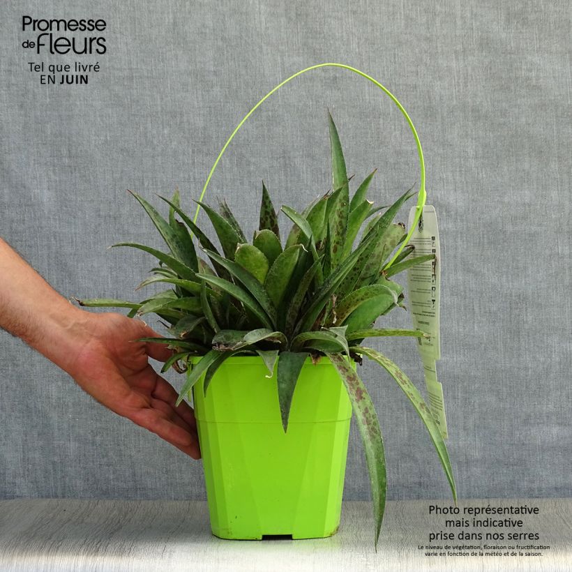 Esemplare di Mangave Pineapple Express Vaso da 4L/5L consegnato in estate