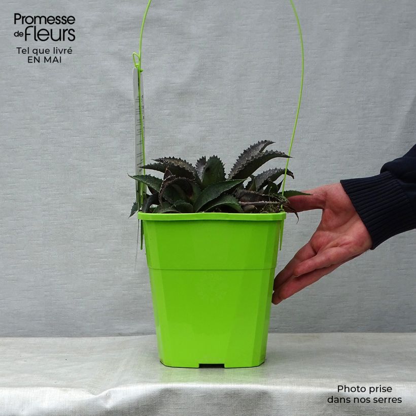 Mangave Silver Fox Vaso da 3L/4LAltezza consegnata circa 20/30cm esemplare consegnato in primavera