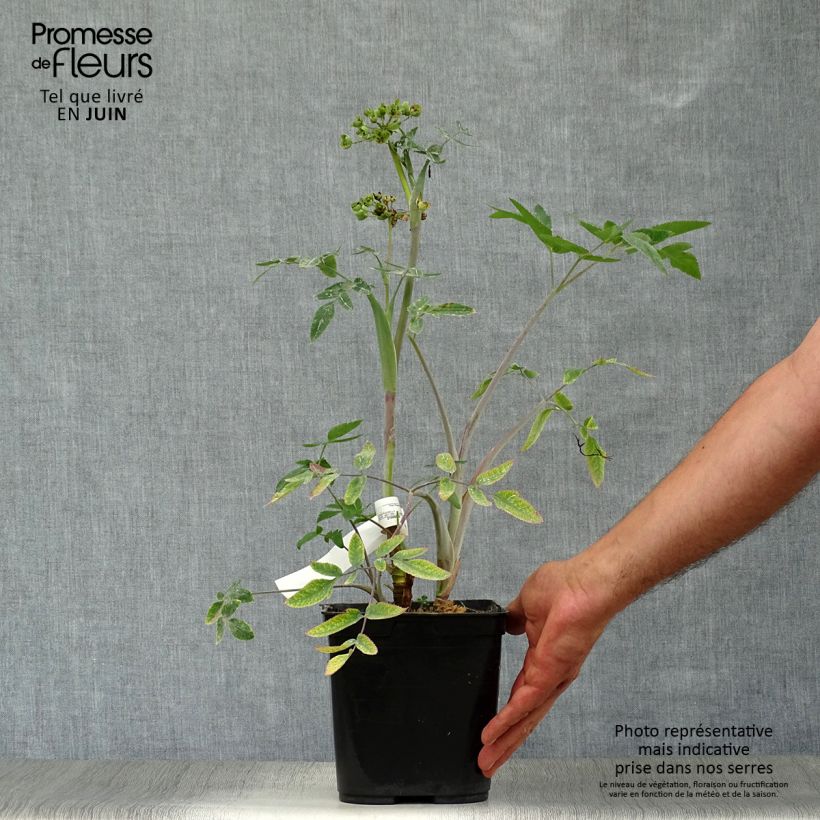 Esemplare di Mathiasella bupleuroides Green Dream Vaso da 3L/4L consegnato in estate