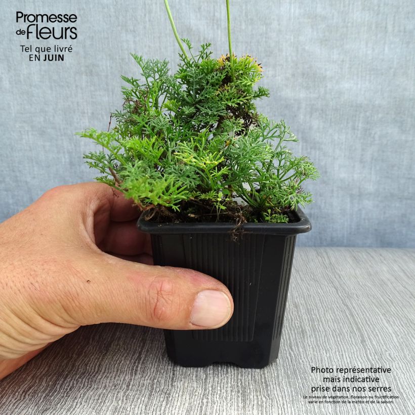 Esemplare di Matricaria tchihatchewii Vasetto da 8/9 cm consegnato in estate