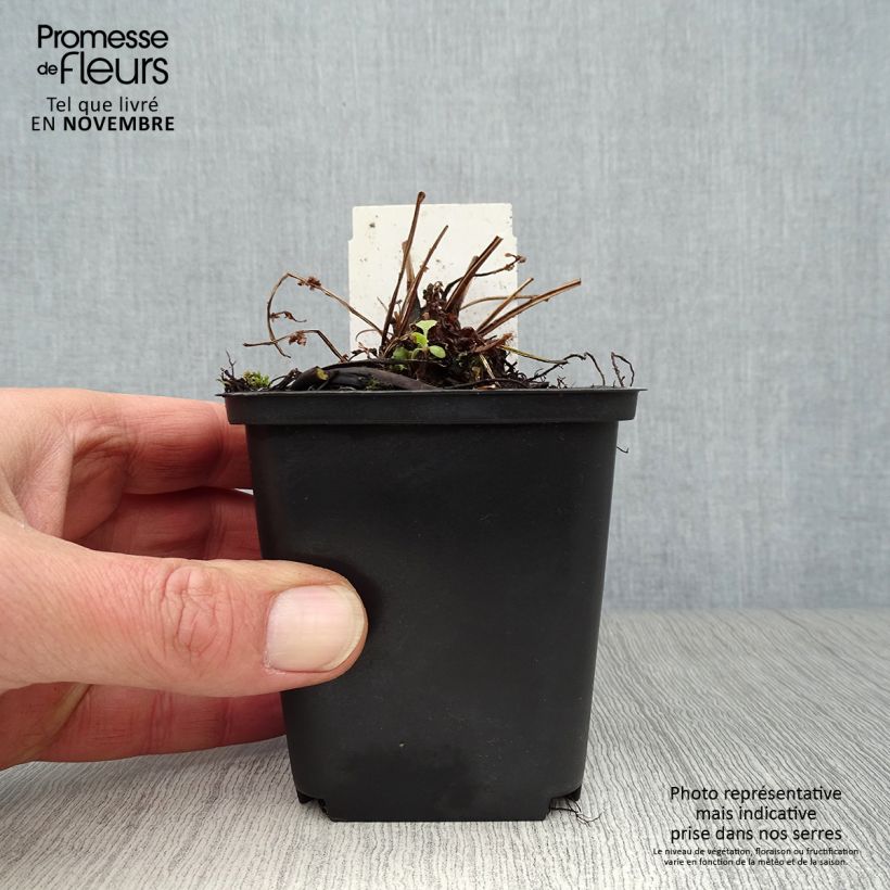 Esemplare di Matteuccia struthiopteris var. pensylvanica - Felce penna di struzzo Vasetto da 8/9 cm come consegnato in autunno