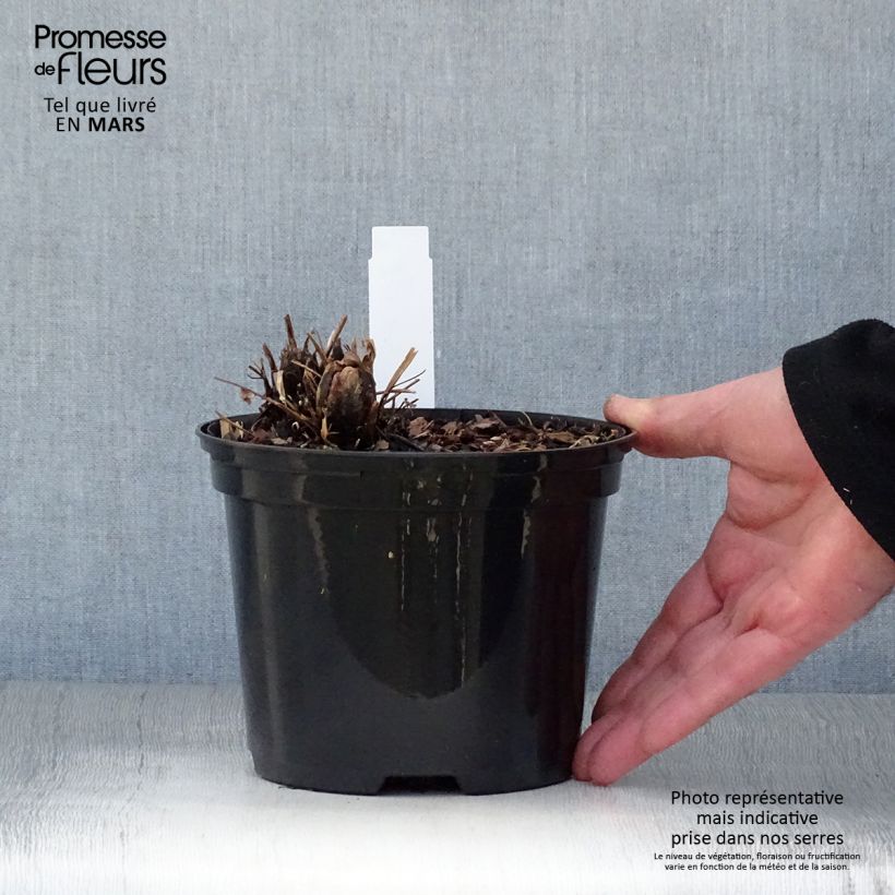 Matteuccia struthiopteris - Felce penna di struzzo Vaso da 2L/3L esemplare consegnato in primavera