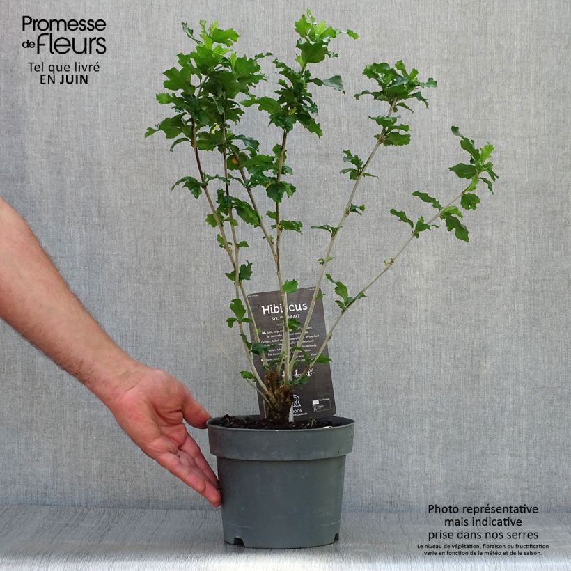 Esemplare di Hibiscus syriacus Red Heart - Ibisco Vaso da 3L/4L consegnato in estate