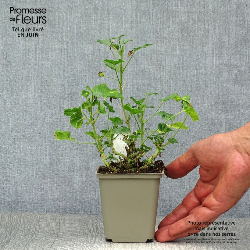 Esemplare di Malva sylvestris Primley Blue - Malva selvatica Vasetto da 8/9 cm consegnato in estate
