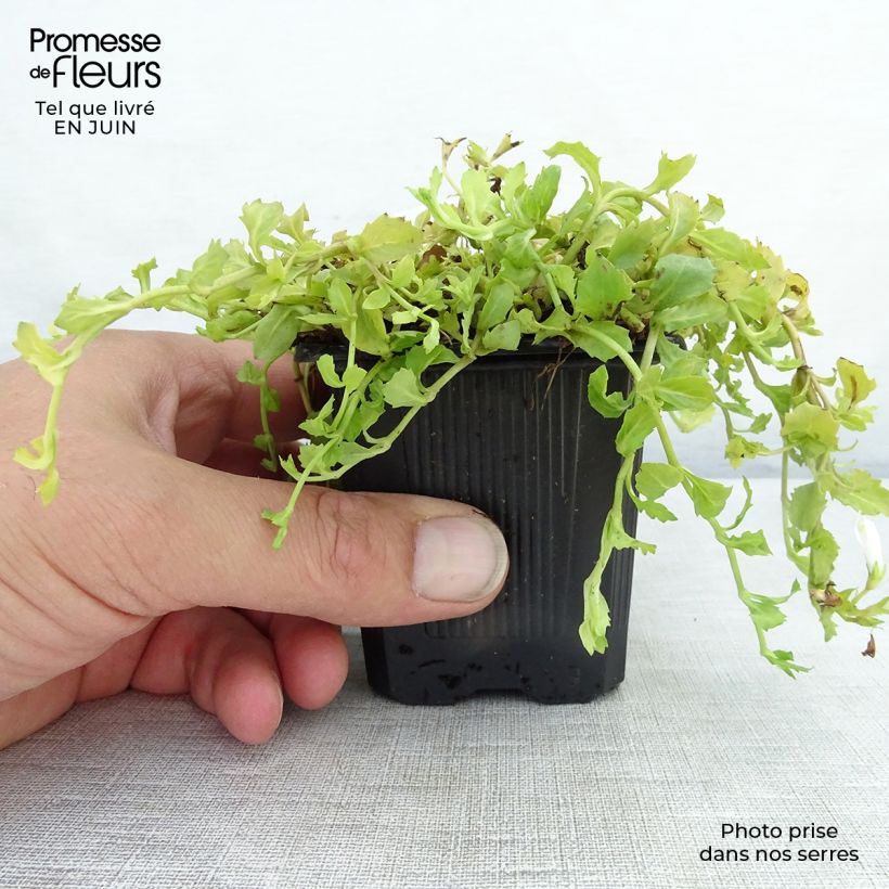 Esemplare di Mazus reptans Albus Vasetto da 8/9 cm consegnato in estate