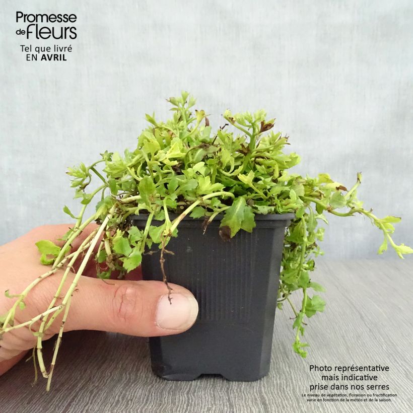 Mazus reptans Albus - Mazus rampant Godet de 8 cm esemplare consegnato in primavera