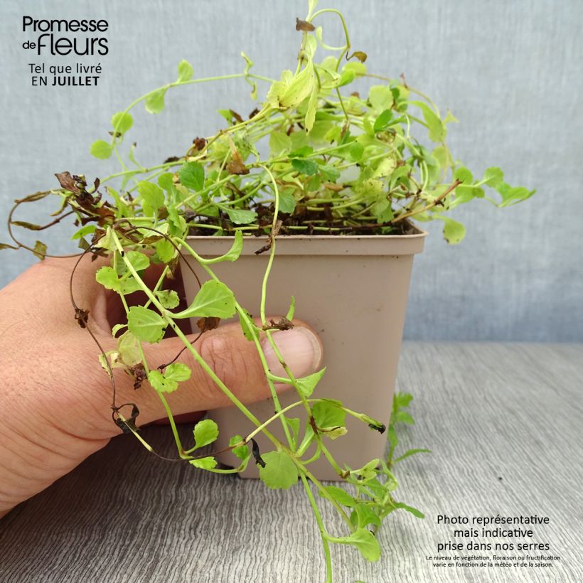 Esemplare di Mazus reptans Vasetto da 8/9 cm consegnato in estate