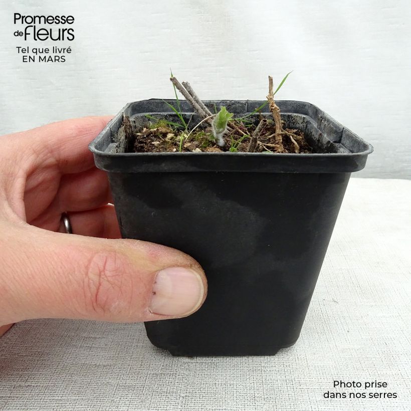 Meehania urticifolia Godet de 9cm esemplare consegnato in primavera
