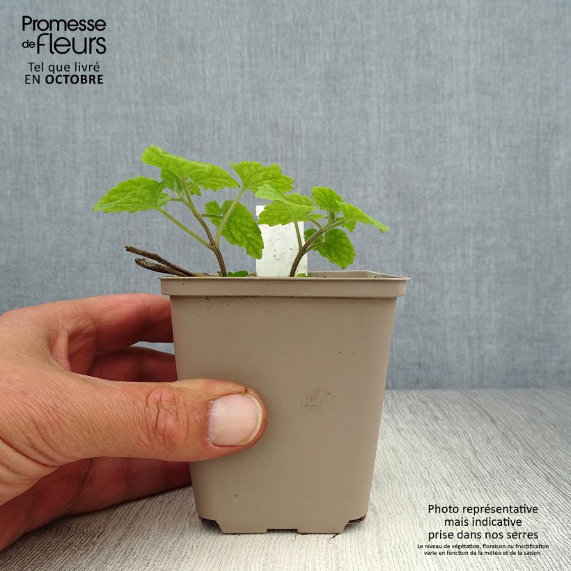 Esemplare di Meehania urticifolia Vasetto da 8/9 cm come consegnato in autunno