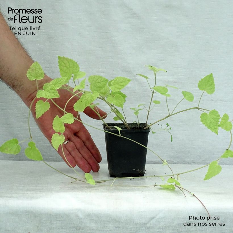 Esemplare di Meehania urticifolia Vasetto da 8/9 cm consegnato in estate