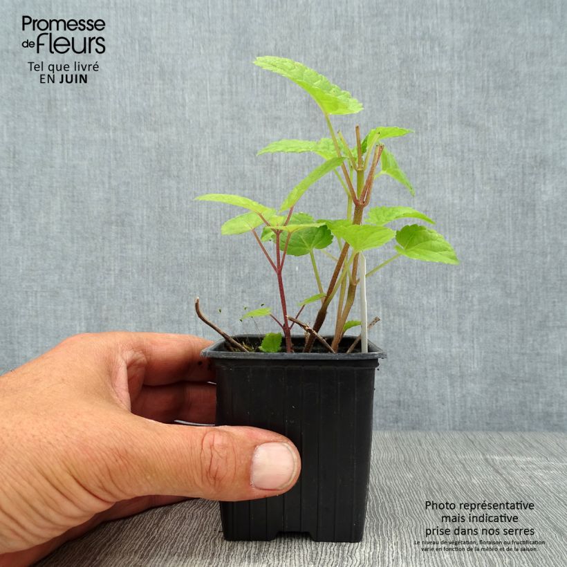 Esemplare di Meehania urticifolia Japan Blau Vasetto da 8/9 cm consegnato in estate