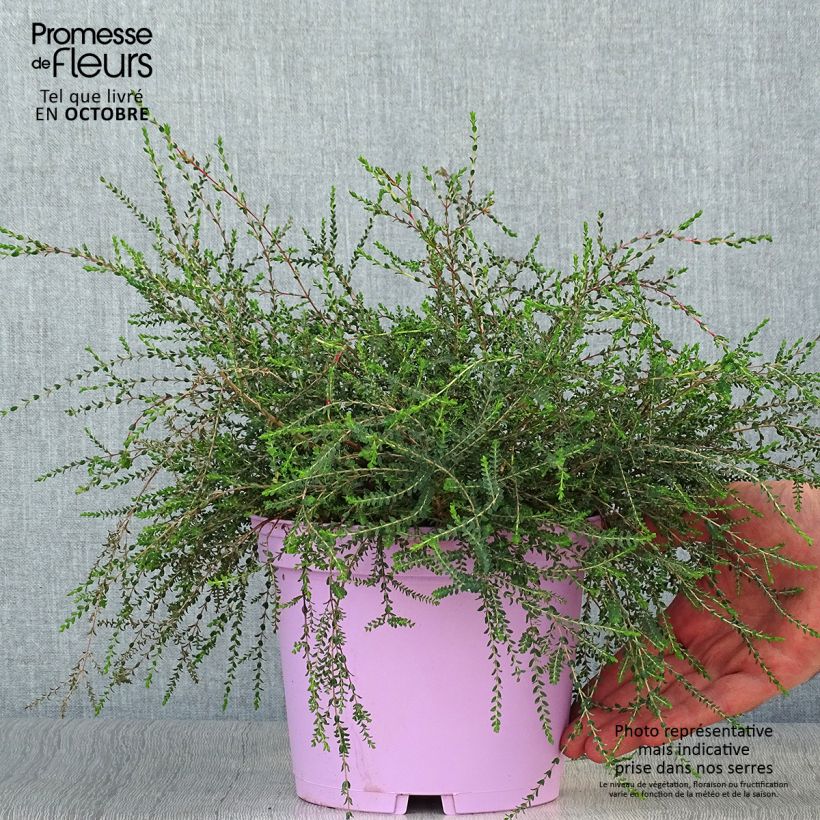 Esemplare di Melaleuca gibbosa Vaso da 2L/3L come consegnato in autunno