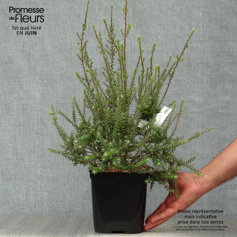 Esemplare di Melaleuca squamea Vaso da 3L/4L consegnato in estate