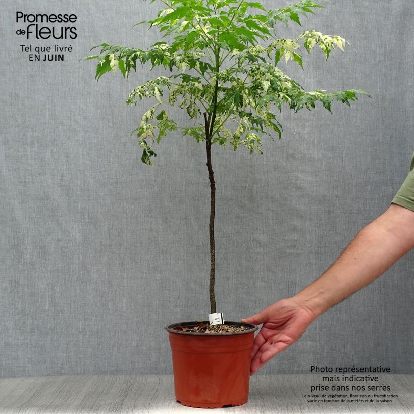 Esemplare di Melia azedarach Jade Snowflake - Albero da rosari Vaso da 2L/3L consegnato in estate