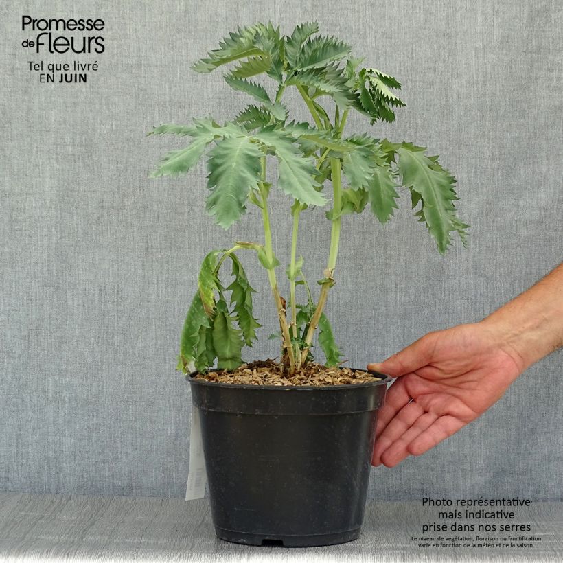 Esemplare di Melianthus major - Melianto maggiore Vaso da 3L/4L consegnato in estate
