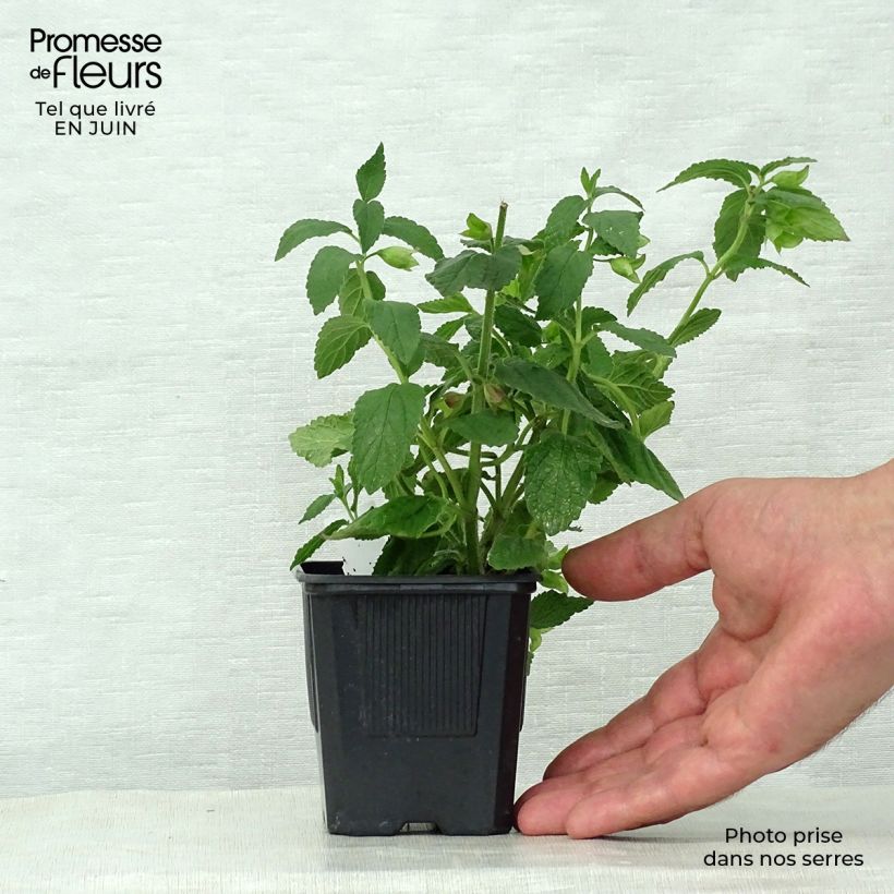 Esemplare di Melittis melissophyllum Alba Vasetto da 8/9 cm consegnato in estate