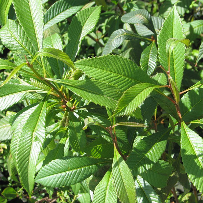 Melliosma cuneifolia (Fogliame)