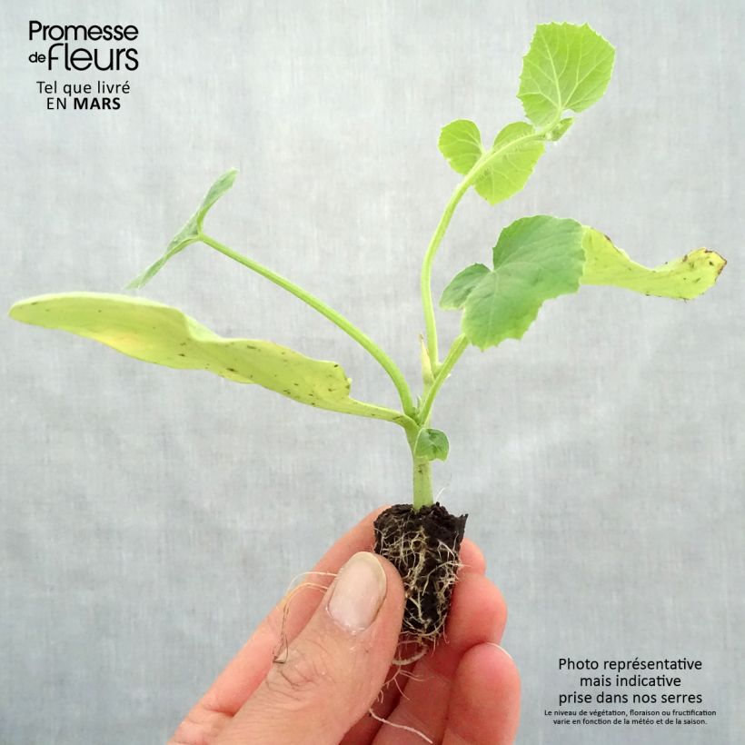 Melone Cyrano F1 Bio (piante innestate) Mini zolla Ø 1,5/2,5 cm esemplare consegnato in primavera