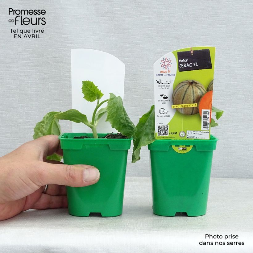Melone Jerac F1 (piante) Vaso da Ø 10 cm/11 cm esemplare consegnato in primavera