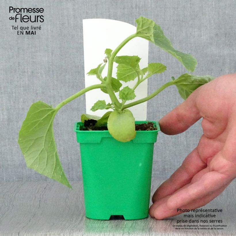 Melone Mangomel (piante) Vaso da Ø 10 cm/11 cm esemplare consegnato in primavera