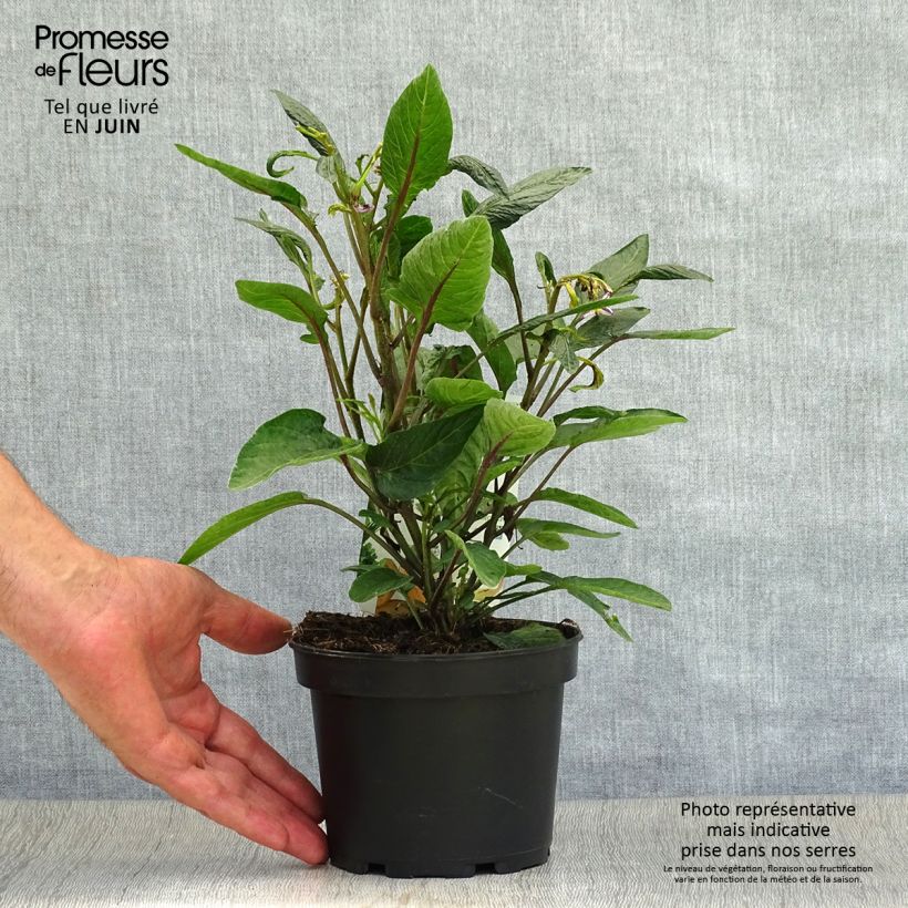 Esemplare di Pepino - Solanum muricatum Vaso da 1,5L/2L consegnato in estate