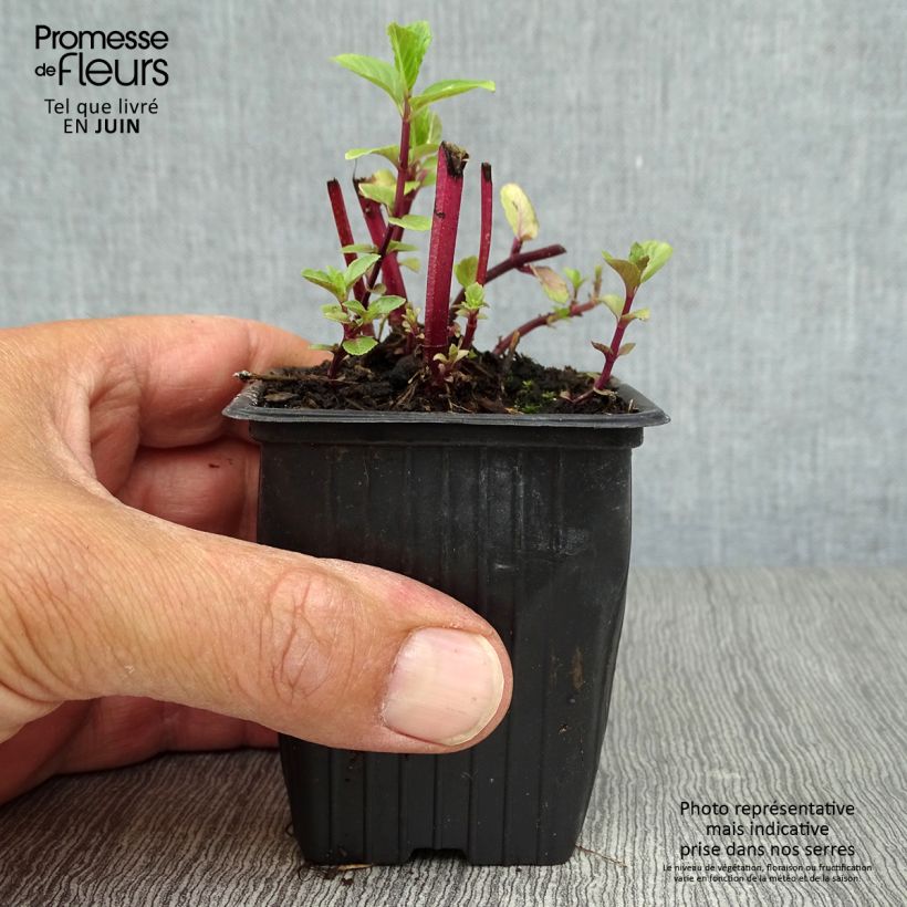 Esemplare di Mentha Algerienne Bio - Menta algerina Vasetto da 7/8 cm consegnato in estate