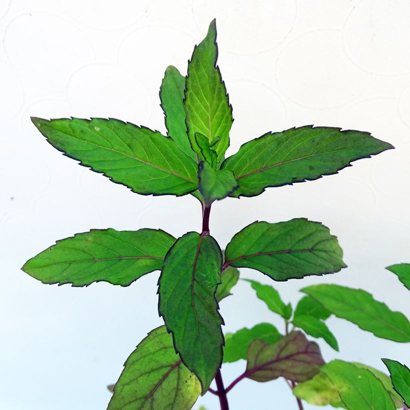 Mentha rotundifolia Ananas Bio - Menta (Fogliame)