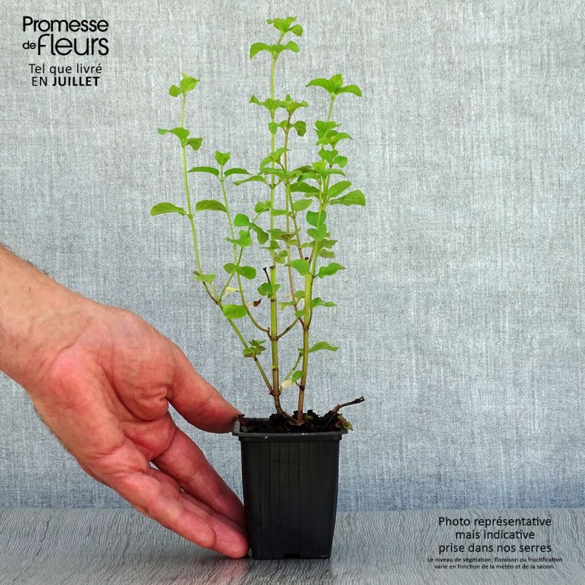 Esemplare di Mentha citrata Bergamote Bio - Menta bergamotto Vasetto da 8/9 cm consegnato in estate